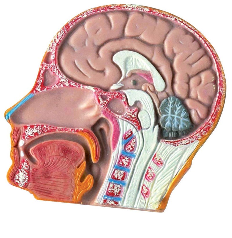 hand2mind 19 Inch Tabletop Human Torso Model, Anatomically Accurate Kit, 10 Removable Human Organs, Anatomy Model for Kids, Human Anatomy Torso Model, Science School Supplies, Trachea Model - Image 2